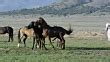 gay horses mating|Two male horses trying to mate with female wild horse..